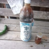 アライグマに決まりですね