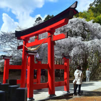 「しだれ桜満開」　いわき　小川諏訪神社にて撮影！