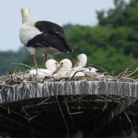 上郡町 巣塔のコウノトリ
