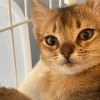ボスベル