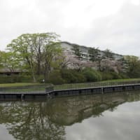 日曜朝のグリーンエクササイズ：本丸奥の桜を楽しんできました。