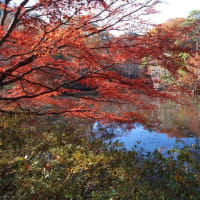 晩秋の神戸市立森林植物園です!