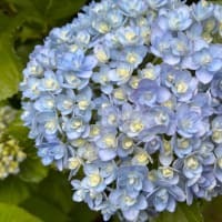 紫陽花
