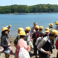 京都美濃山小学校修学旅行で化石採集