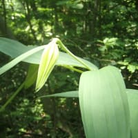 菩提寺山（石油の里より）2025夏至前日