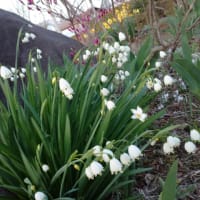 2024/04/18プルーンの白い花