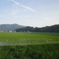 お好み焼き　はっちゃん　（黒瀬町）