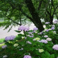 度会町「宮リバー度会パークの紫陽花」見てきました～(^^)  №2　雨バージョン