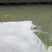 大沢川沿い
