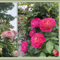 薔薇の花たち