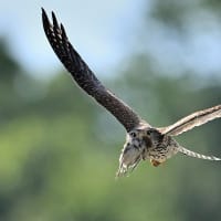 チョウゲンボウ
