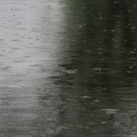 雨の福島市民家園にてクマガイソウなどの山野草を（2025.5.6）#2