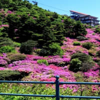 仁田峠の、ミヤマキリシマを見て来ました。