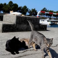 九州F島の猫たち　2025年4月　その2