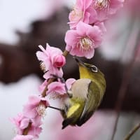 しだれ梅
