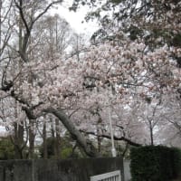 母校の桜
