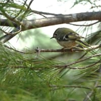 日本最小の野鳥『キクイタダキ』