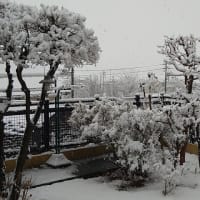 予報通りの雪