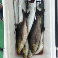 2号船、午前便、午後便イサキ釣り
