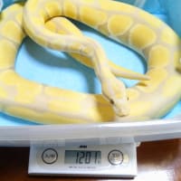 ぬるま湯に入れられた事に気付いて 驚くボールパイソンが可愛い ゆうちゃんの なんだっちゃない話 ぬるま湯に入れられた事に気付いて 驚くボールパイソンが可愛い ゆうちゃんの なんだっちゃない話