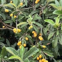 ♪　後ろ姿の春は…♪　そして、『五月の舟木一夫』