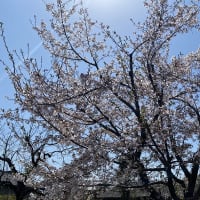 桜が散り始めた
