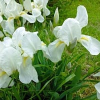 春の花・華コレクション2024 白く輝くアイリス