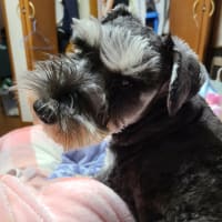 祝クレオ君　2歳お誕生日おめでとう🎁🎂🎉