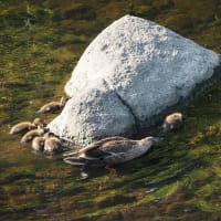カルガモの子育て風景２