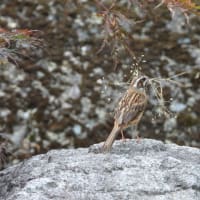 ホウジロ