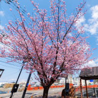 八千代橋の蜂須賀桜