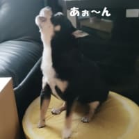 小心者