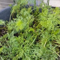 夏至が過ぎて・・。
