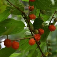 薄曇りの 福崎公園
