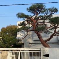 赤松の手入れ　新宿区の植木屋鈴木商店のブログ
