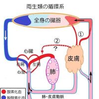 両生類の呼吸ーその５