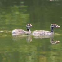 万博記念公園日本庭園の早朝観蓮会にて