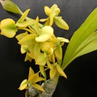 Cycd.Taiwan Gold‘Orchis’