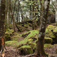 雁ヶ腹摺山・姥子山登山