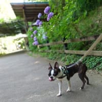 マルちゃんの体重がまた減ってる(( ；∀；)