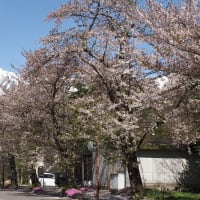白馬村桜並木