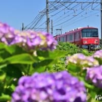 紫陽花と名鉄、其の三