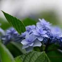梅雨の彩り