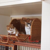 かご猫　Basket Cats