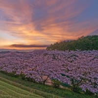 奈良県御所市 別所池の桜