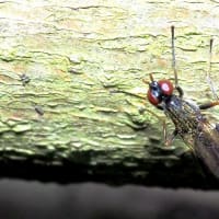クロフトモモホソバエ　　　別名：ヤマトフトモモホソバエ