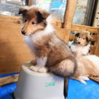 ユリコちゃんオーナー様募集致します