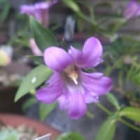 ヨセフ，身を明かす（創世記４５：５）