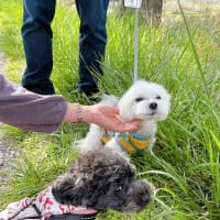 お花見散歩でワン友さんと♪