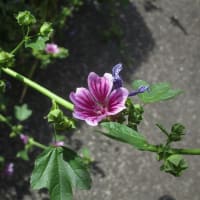 アオイの花